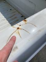 Ford  - Copy of Used 87-96 Ford F-150/F-250/F-350 Dual Tank 6.5ft White Short Bed - Image 6