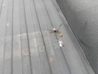 Dodge  - Used 94-01 Dodge Ram Blue 8 ft Long Bed - Image 36